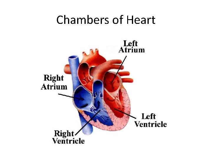 Chambers of Heart 