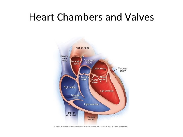 Heart Chambers and Valves 