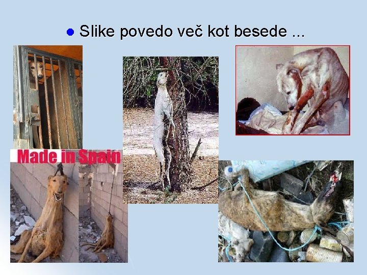 l Slike povedo več kot besede. . . 