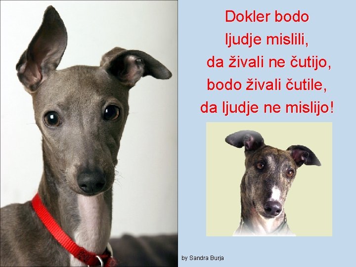 Dokler bodo ljudje mislili, da živali ne čutijo, bodo živali čutile, da ljudje ne