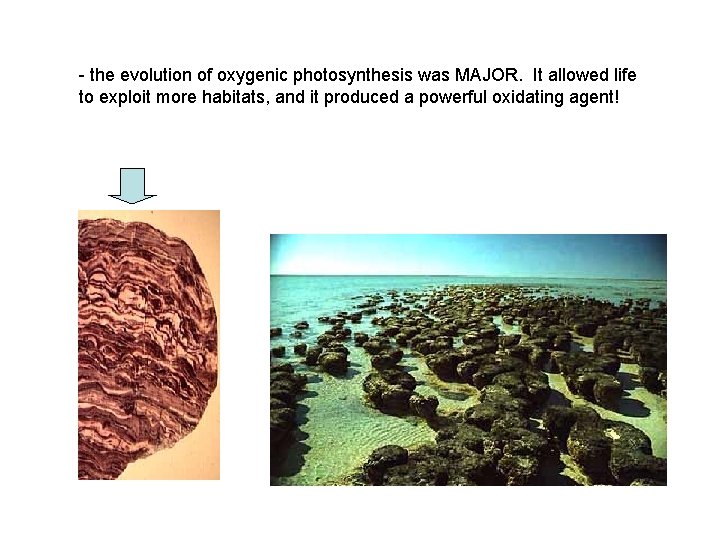 - the evolution of oxygenic photosynthesis was MAJOR. It allowed life to exploit more