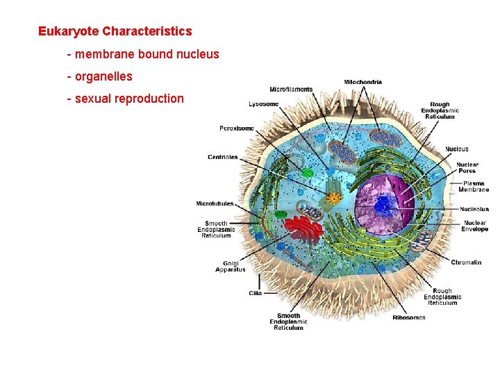 Eukaryote Characteristics - membrane bound nucleus - organelles - sexual reproduction 