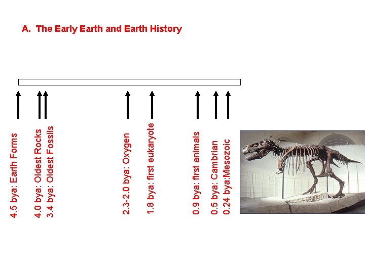 0. 5 bya: Cambrian 0. 24 bya: Mesozoic 0. 9 bya: first animals 1.