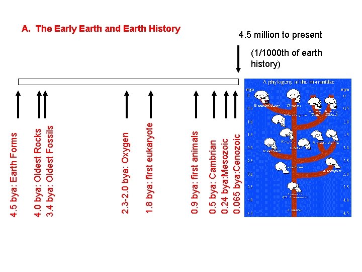 0. 5 bya: Cambrian 0. 24 bya: Mesozoic 0. 065 bya: Cenozoic 0. 9