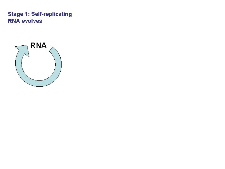 Stage 1: Self-replicating RNA evolves RNA 