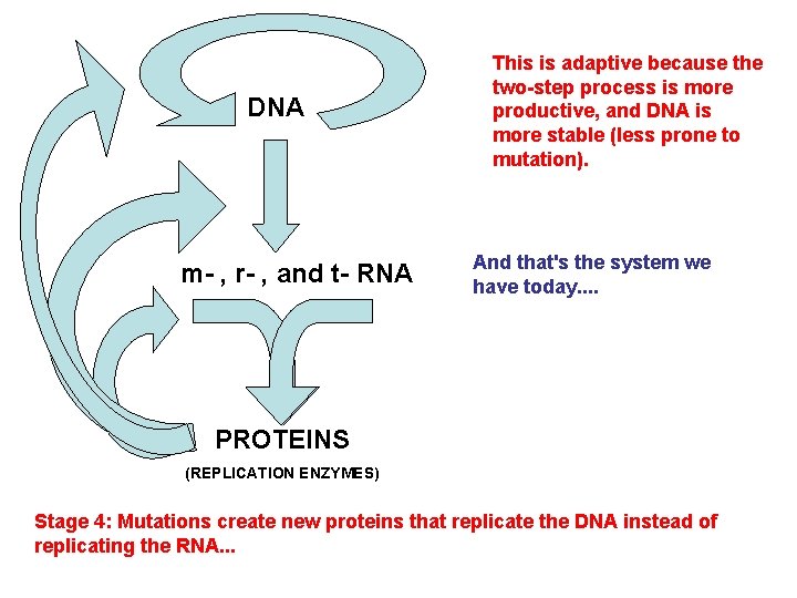 DNA m- , r- , and t- RNA This is adaptive because the two-step