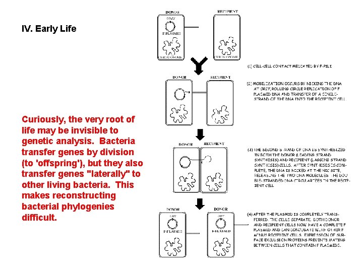 IV. Early Life Curiously, the very root of life may be invisible to genetic