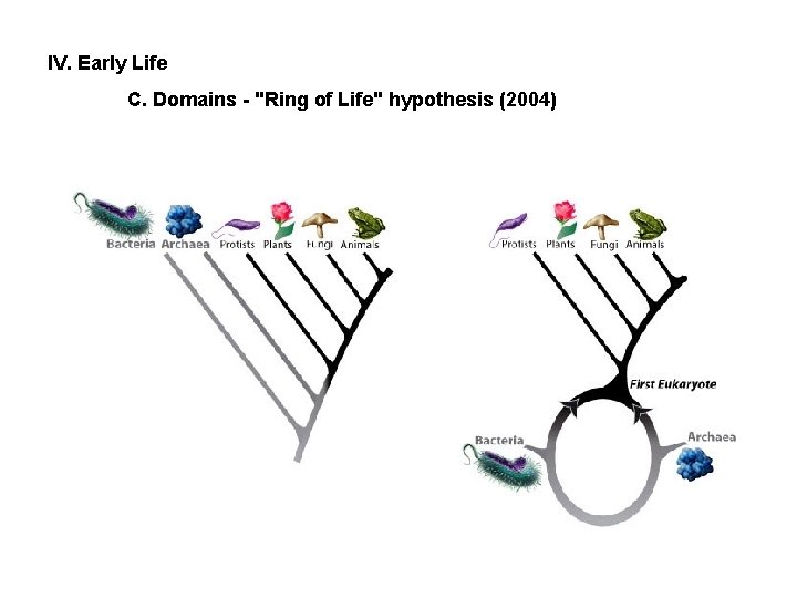 IV. Early Life C. Domains - "Ring of Life" hypothesis (2004) 