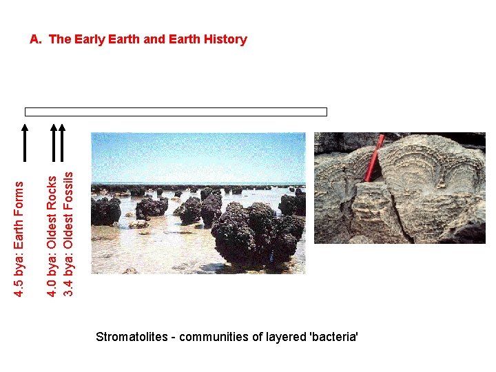 4. 0 bya: Oldest Rocks 3. 4 bya: Oldest Fossils 4. 5 bya: Earth