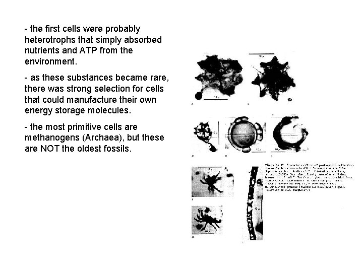 - the first cells were probably heterotrophs that simply absorbed nutrients and ATP from