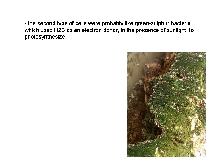 - the second type of cells were probably like green-sulphur bacteria, which used H