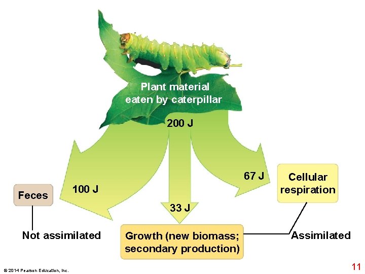 Plant material eaten by caterpillar 200 J 67 J Feces 100 J Cellular respiration