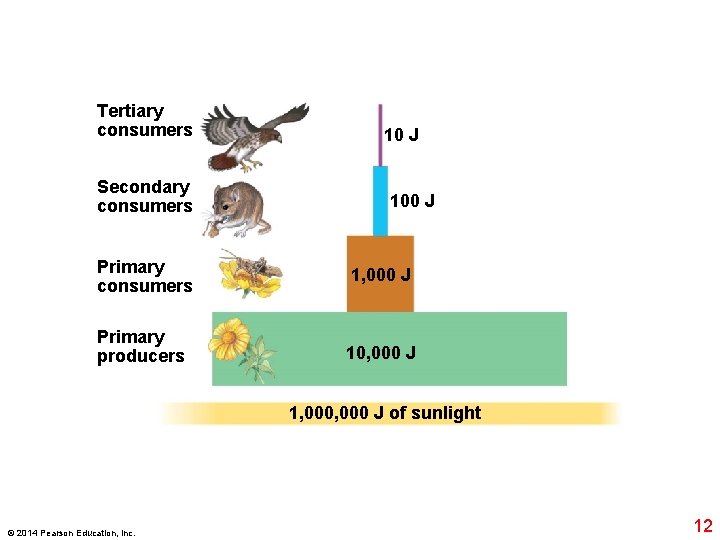 Tertiary consumers Secondary consumers 10 J 100 J Primary consumers 1, 000 J Primary