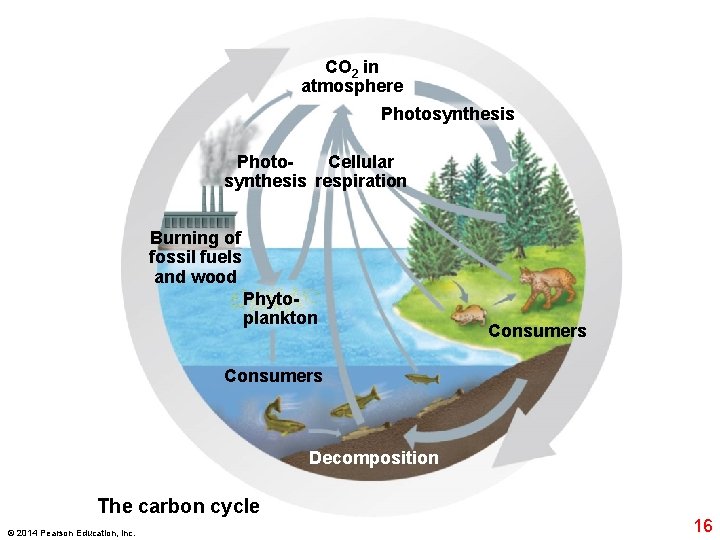 CO 2 in atmosphere Photosynthesis Photo. Cellular synthesis respiration Burning of fossil fuels and