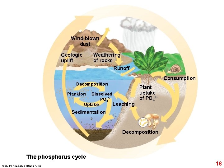 Wind-blown dust Geologic uplift Weathering of rocks Runoff Consumption Decomposition Plankton Dissolved PO 43−