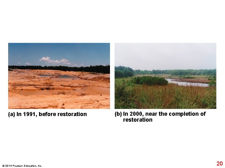 (a) In 1991, before restoration © 2014 Pearson Education, Inc. (b) In 2000, near