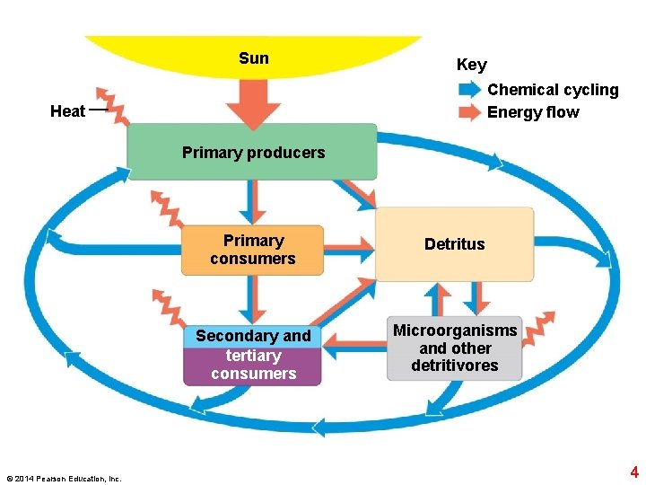 Sun Key Chemical cycling Energy flow Heat Primary producers © 2014 Pearson Education, Inc.
