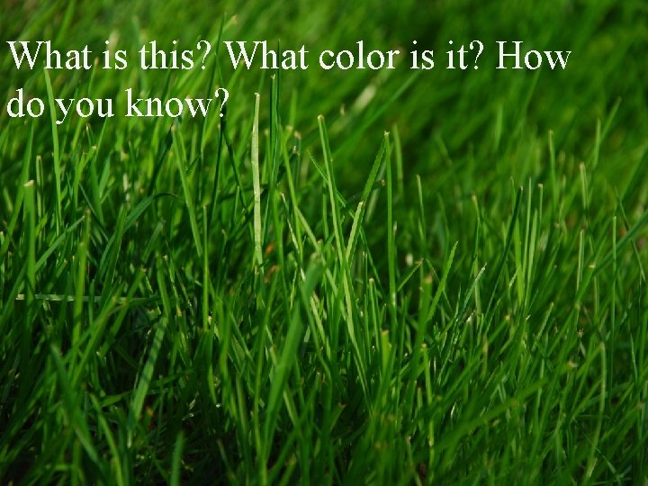 What is this? What color is it? How do you know? 