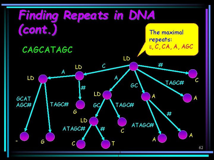 Finding Repeats in DNA (cont. ) The maximal repeats: , C, CA, A, AGC