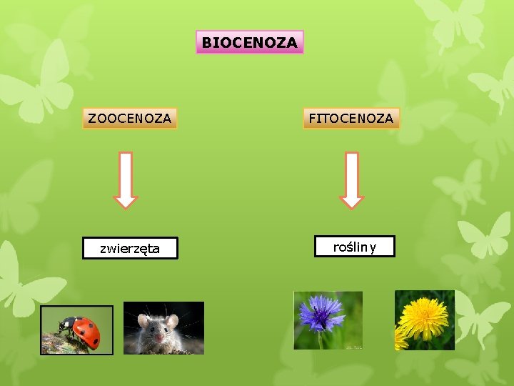 BIOCENOZA ZOOCENOZA FITOCENOZA zwierzęta rośliny 