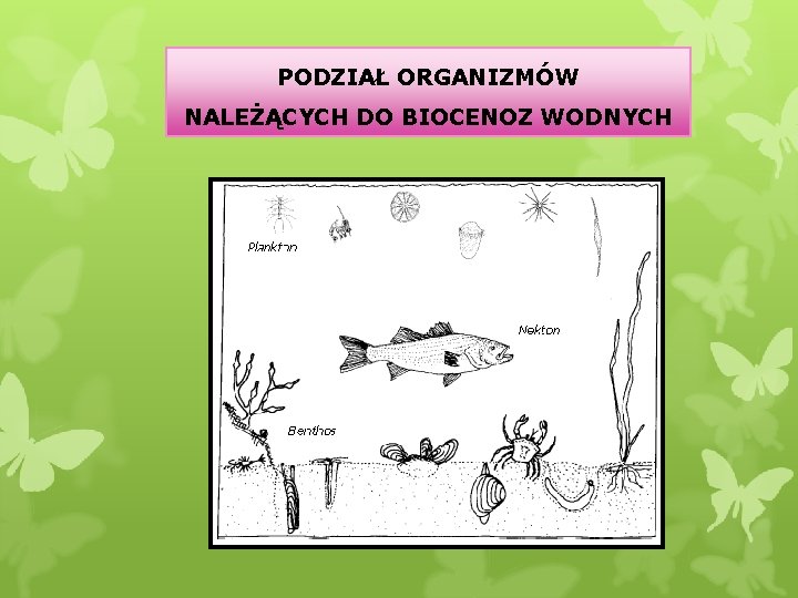 PODZIAŁ ORGANIZMÓW NALEŻĄCYCH DO BIOCENOZ WODNYCH 