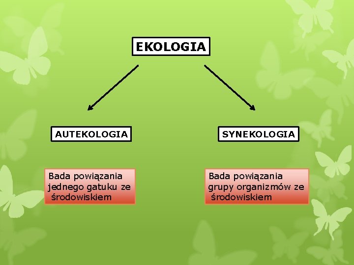 EKOLOGIA AUTEKOLOGIA SYNEKOLOGIA Bada powiązania jednego gatuku ze środowiskiem Bada powiązania grupy organizmów ze