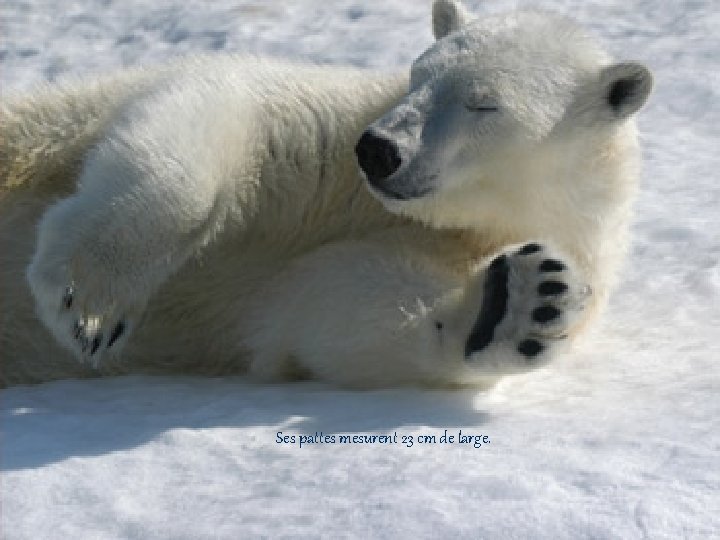 Ses pattes mesurent 23 cm de large. 