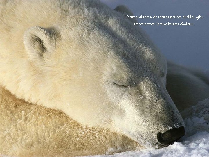 L’ours polaire a de toutes petites oreilles afin de conserver le maximum chaleur. 