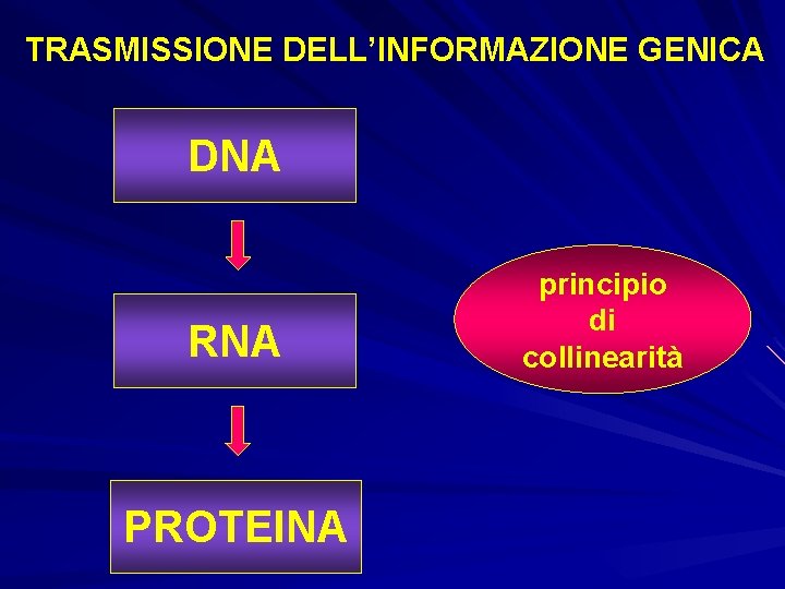 TRASMISSIONE DELL’INFORMAZIONE GENICA DNA RNA PROTEINA principio di collinearità 