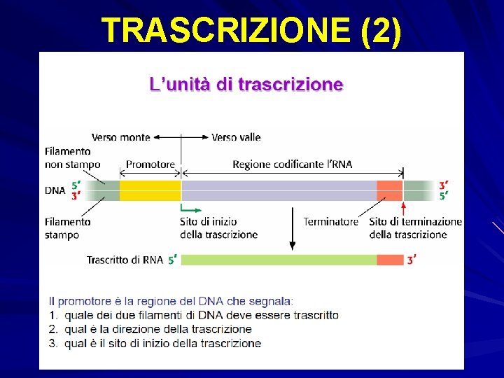 TRASCRIZIONE (2) 