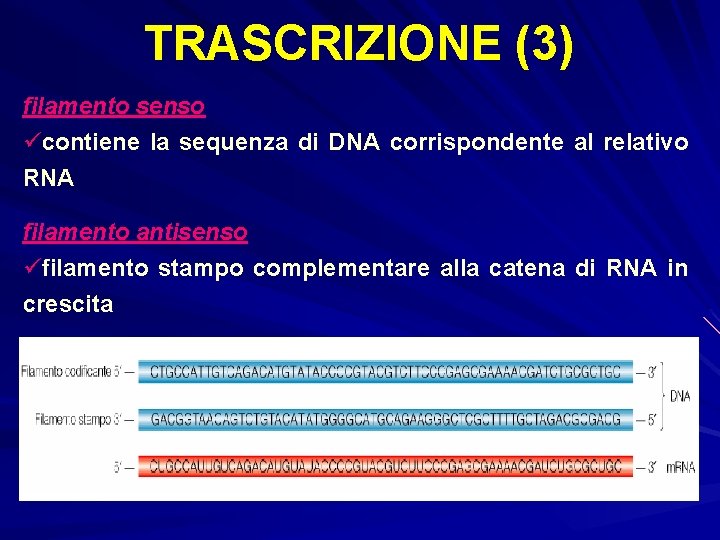 TRASCRIZIONE (3) filamento senso ücontiene la sequenza di DNA corrispondente al relativo RNA filamento