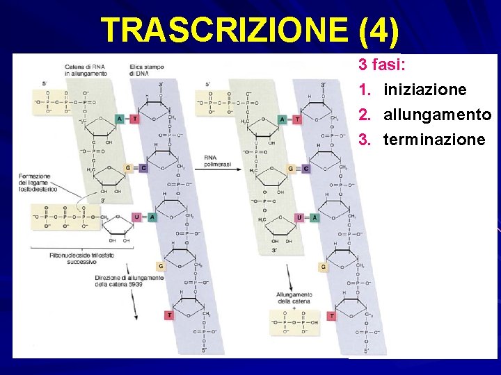 TRASCRIZIONE (4) 3 fasi: 1. iniziazione 2. allungamento 3. terminazione 