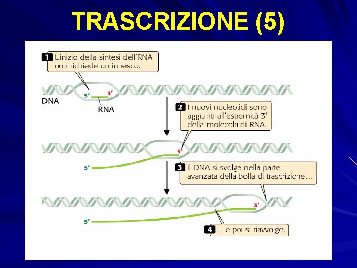 TRASCRIZIONE (5) 
