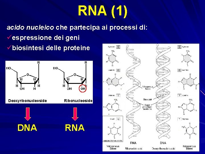 RNA (1) acido nucleico che partecipa ai processi di: üespressione dei geni übiosintesi delle