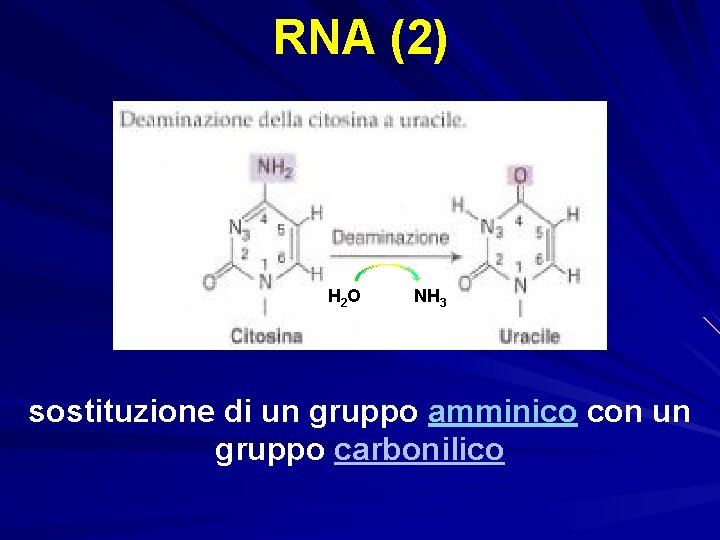 RNA (2) H 2 O NH 3 sostituzione di un gruppo amminico con un