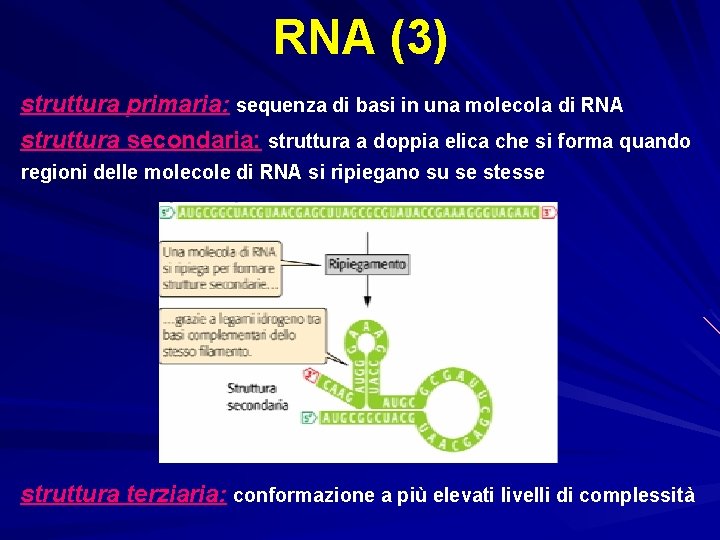 RNA (3) struttura primaria: sequenza di basi in una molecola di RNA struttura secondaria: