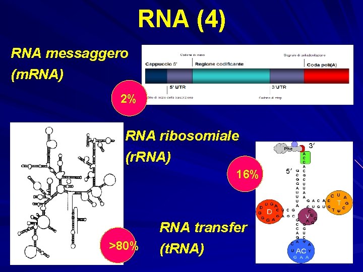 RNA (4) RNA messaggero (m. RNA) 2% RNA ribosomiale (r. RNA) 16% >80% RNA