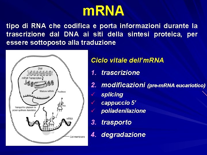 m. RNA tipo di RNA che codifica e porta informazioni durante la trascrizione dal
