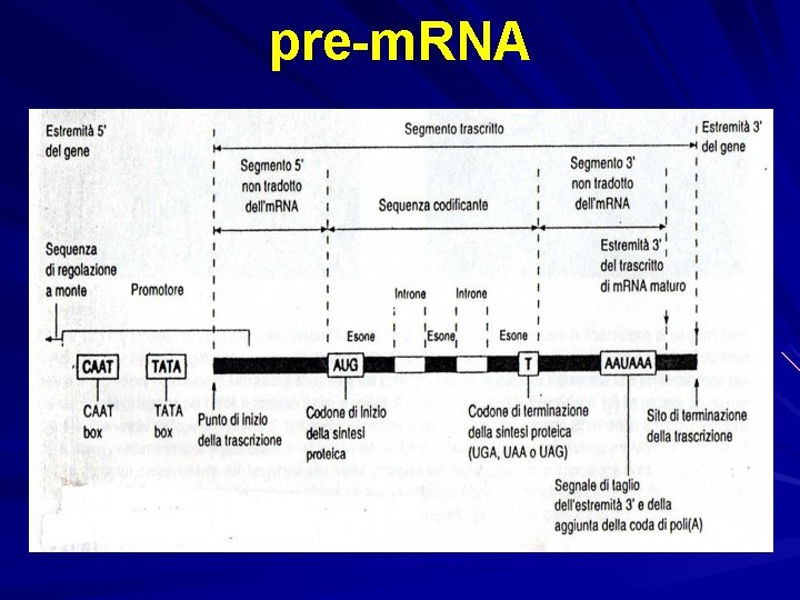 pre-m. RNA 