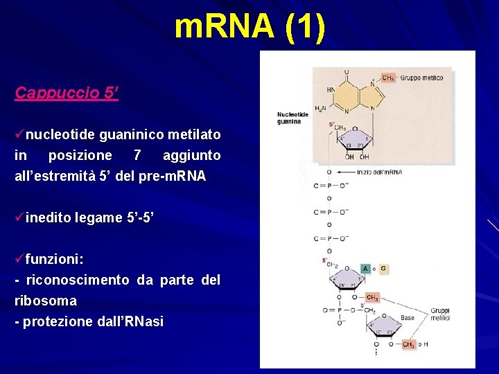 m. RNA (1) Cappuccio 5’ ünucleotide guaninico metilato in posizione 7 aggiunto all’estremità 5’