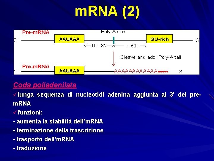 m. RNA (2) Coda poliadenilata ülunga sequenza di nucleotidi adenina aggiunta al 3' del
