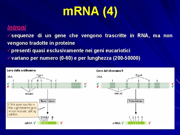 m. RNA (4) Introni üsequenze di un gene che vengono trascritte in RNA, ma