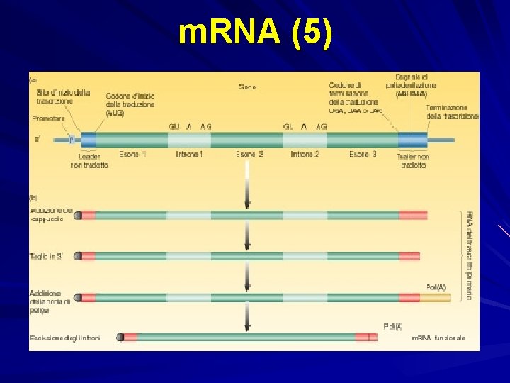 m. RNA (5) 