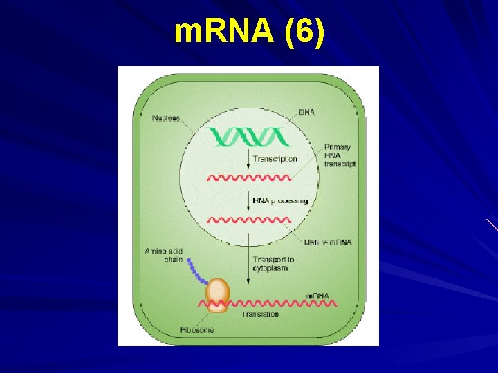 m. RNA (6) 