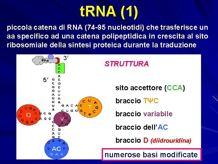 t. RNA (1) piccola catena di RNA (74 -95 nucleotidi) che trasferisce un aa