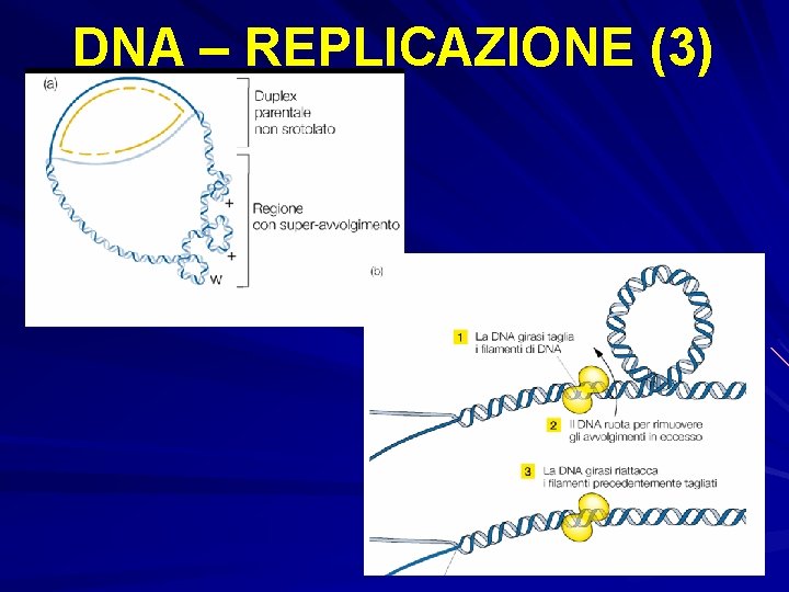 DNA – REPLICAZIONE (3) 