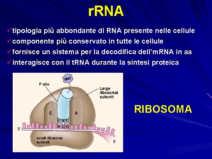 r. RNA ütipologia più abbondante di RNA presente nelle cellule ücomponente più conservato in