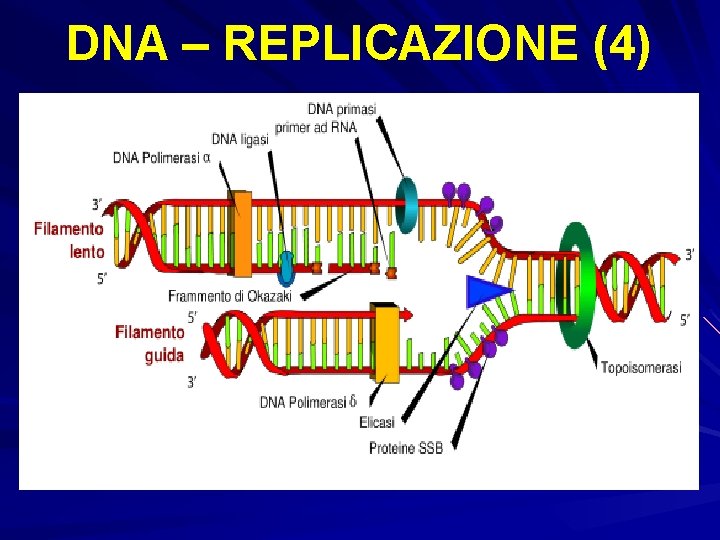 DNA – REPLICAZIONE (4) 