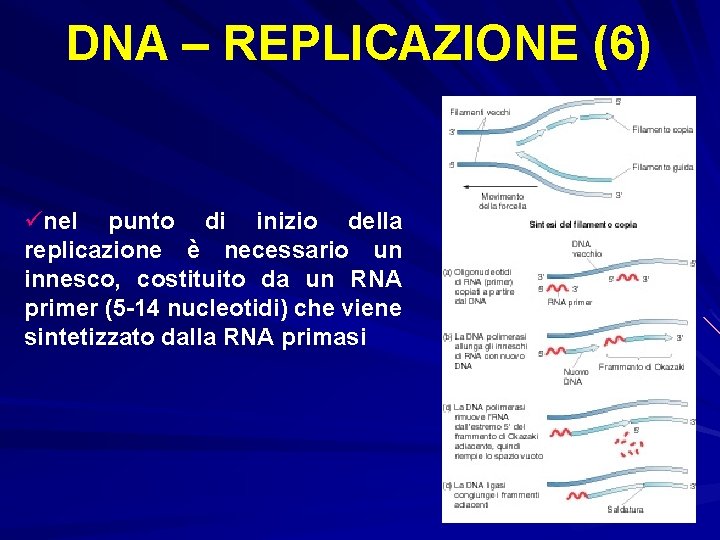 DNA – REPLICAZIONE (6) ünel punto di inizio della replicazione è necessario un innesco,