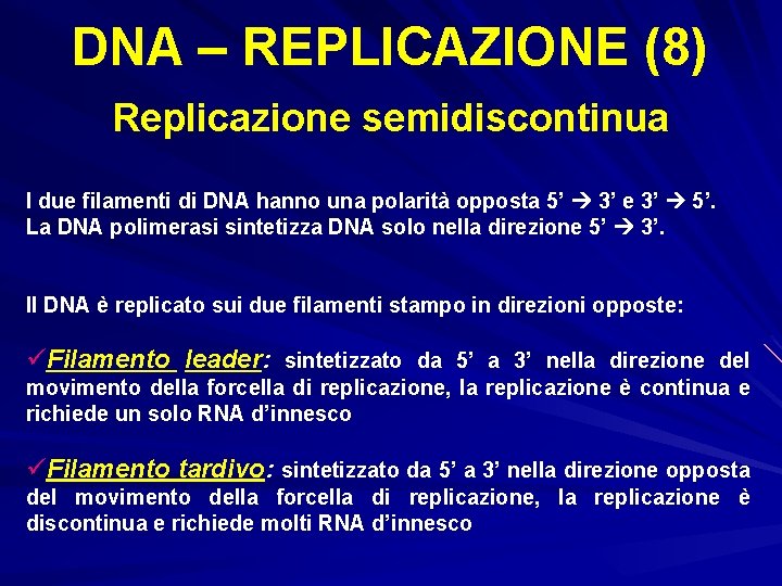 DNA – REPLICAZIONE (8) Replicazione semidiscontinua I due filamenti di DNA hanno una polarità